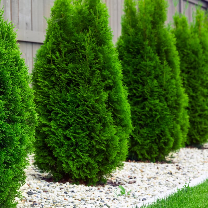 ტუია პირამიდა Thuja or Pyramidalis Compacta C3