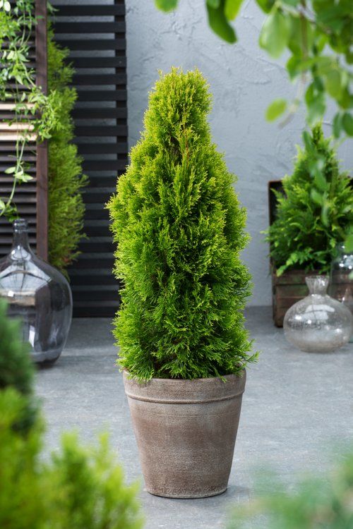 Thuja occidentalis Smaragd C3