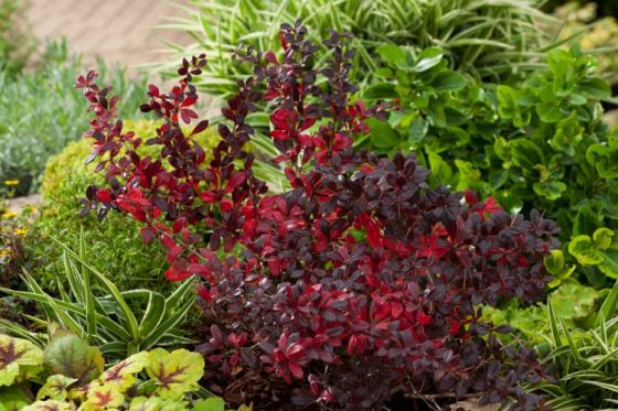 კოწახური Berberis media Red Jewel C3