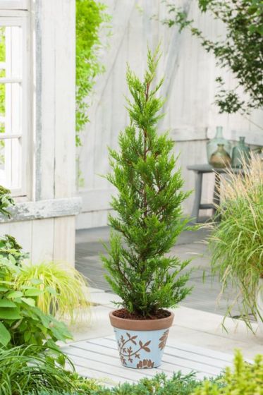 კვიპაროსი ლეილანდი Cupressocyparis leylandii 40/60 C3
