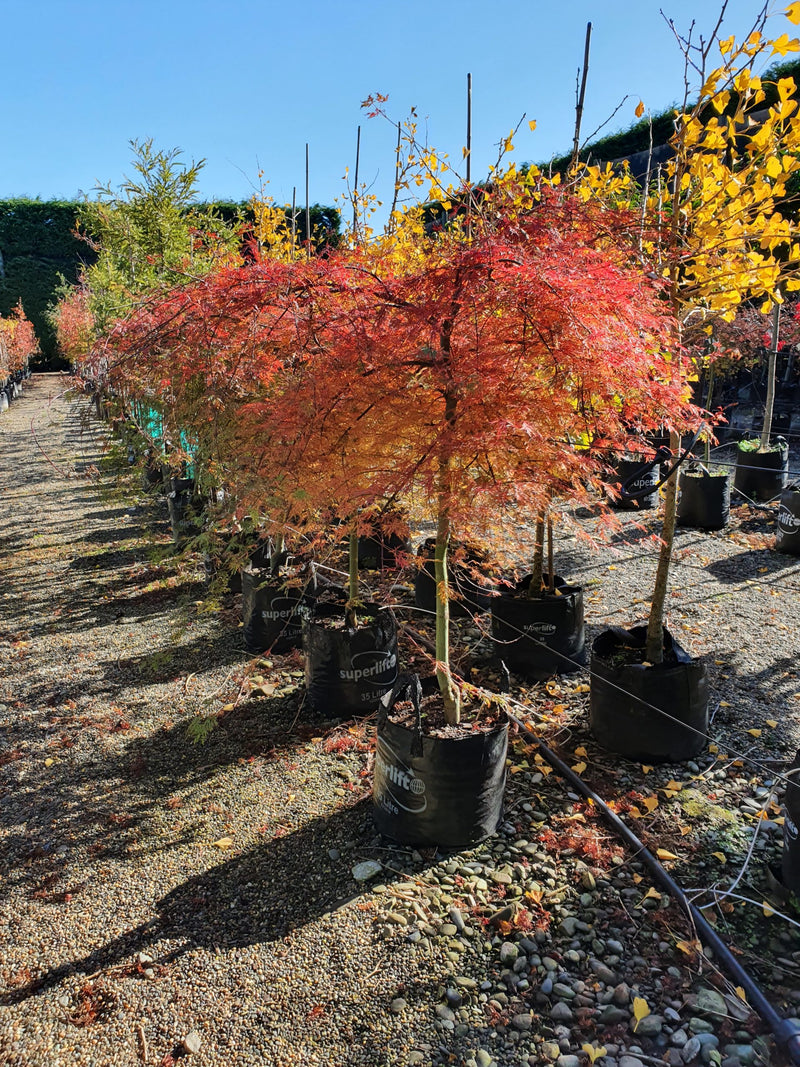 წითელი ნეკერჩხალი Acer palmatum Emerald Lace C2
