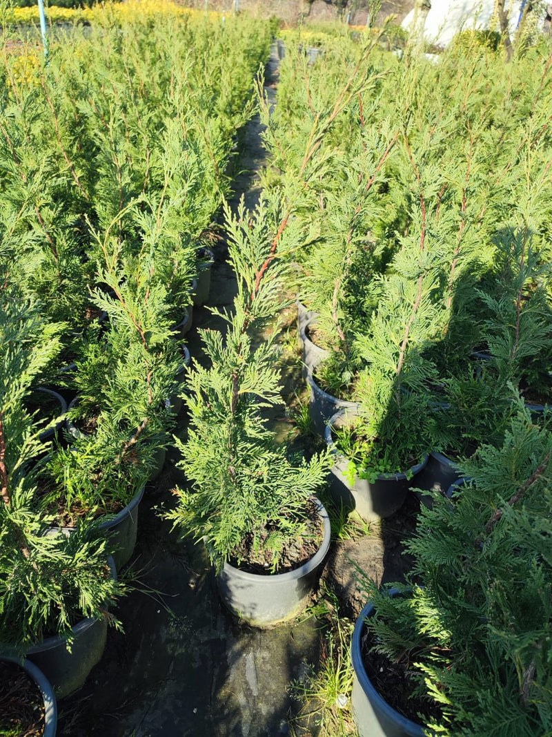 კვიპაროსი ლეილანდი დიდი CUPRESSOCYPARIS LEYLANDII C. 5L 080-100