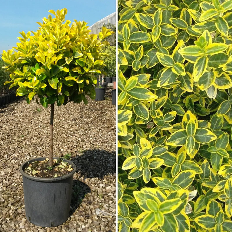 ჭანჭყატი დიდი EUONYMUS JAP. AUREA C. 5L