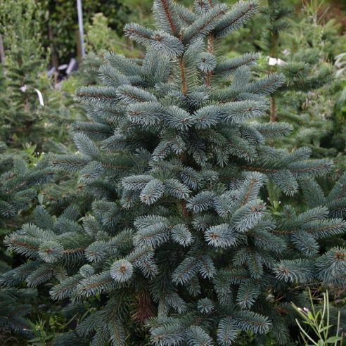 ნაძვი Picea pungens Super Blue 100/120 C35