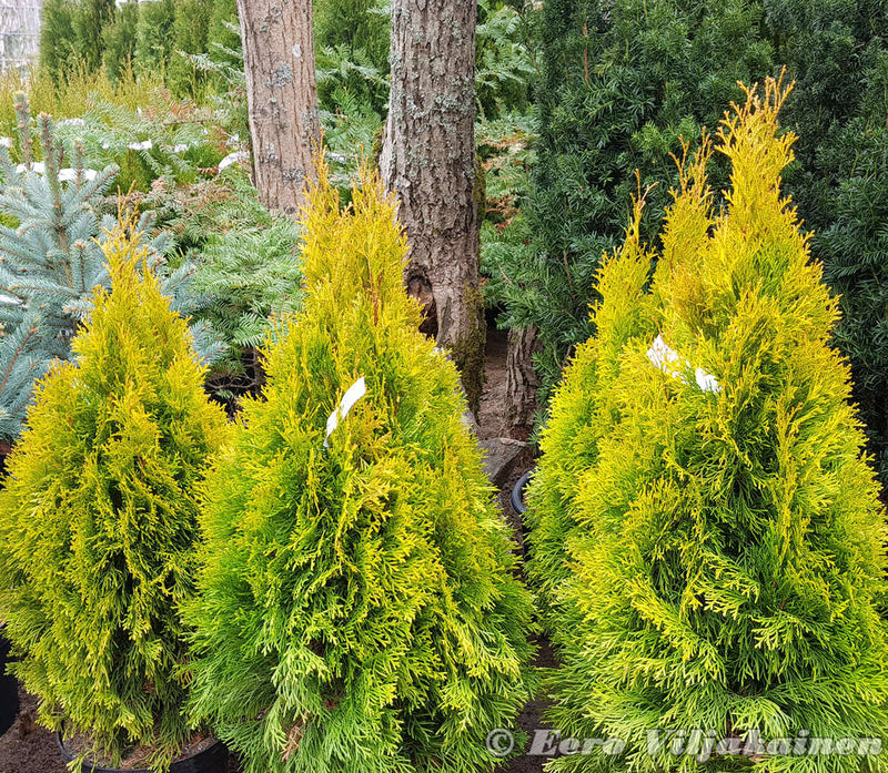 ტუია გოლდენ სმარაგდ Thuja occidentalis Golden Smaragd 80/100